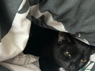 British Shorthair cats Loving lap cat for rehoming (Reupload) - Advert 1