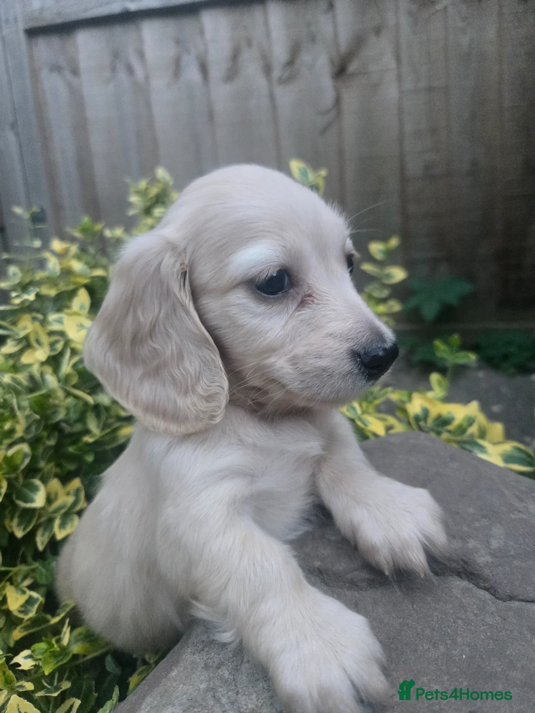 Miniature Dachshund dogs for sale: Pure creams miniature dachshunds  - Advert 1
