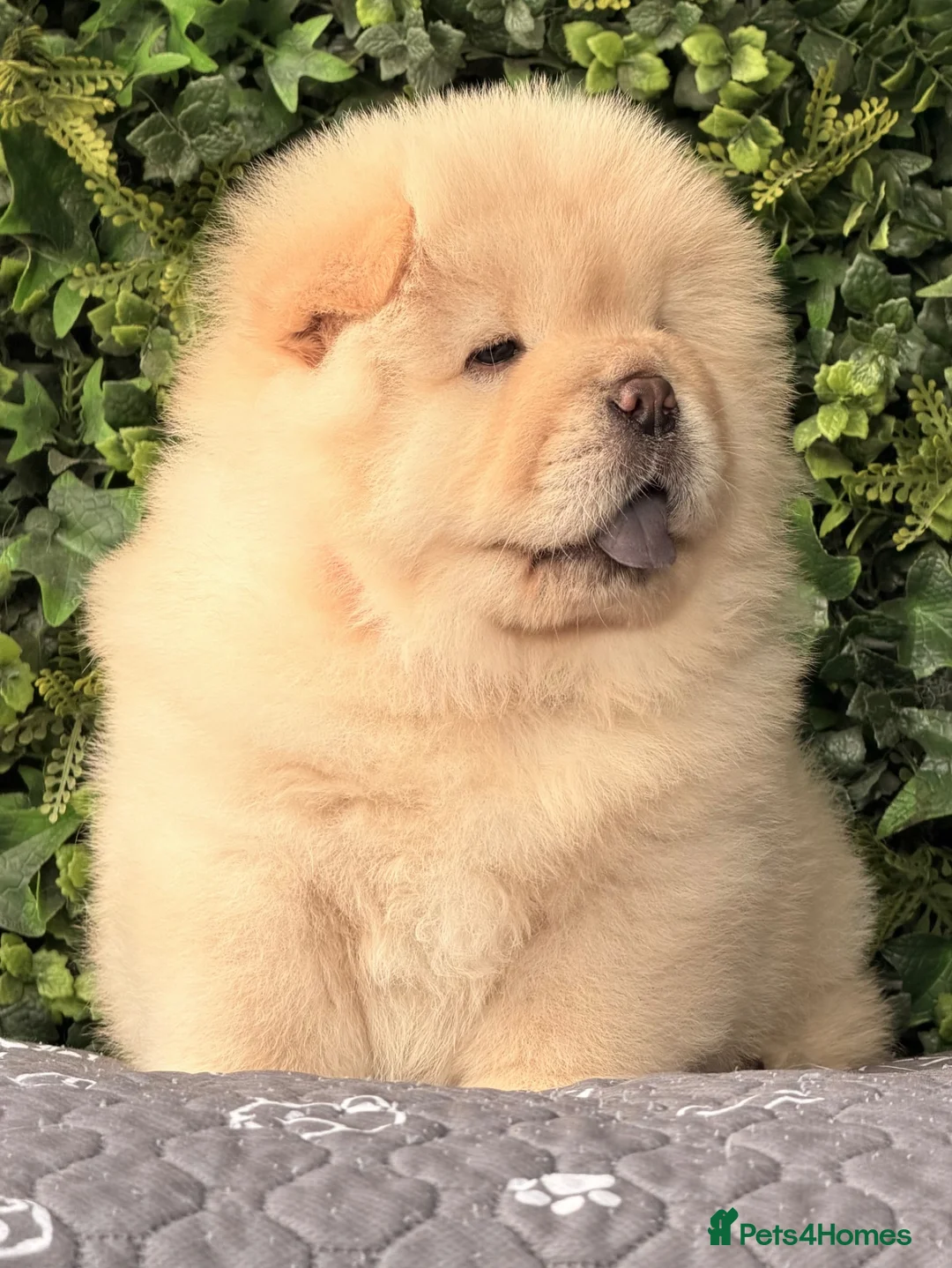 Chow Chow dogs for sale: 🧸Beautiful chow chow puppies 🧸 - Advert 1