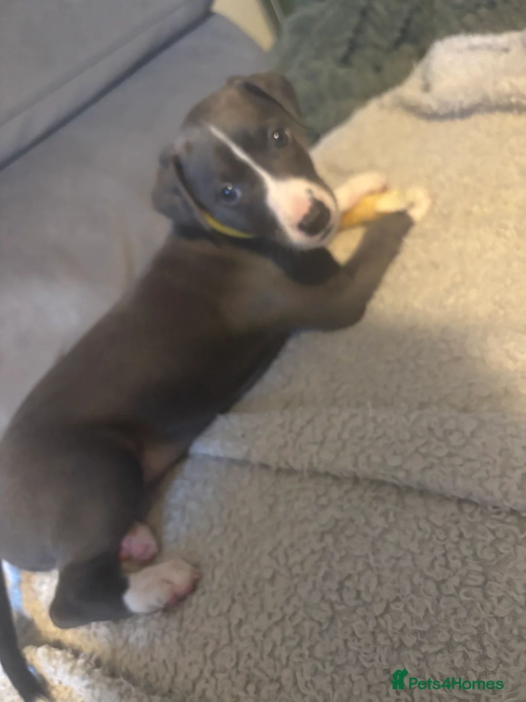 Whippet dogs for sale: Gorgeous girl  - Advert 3