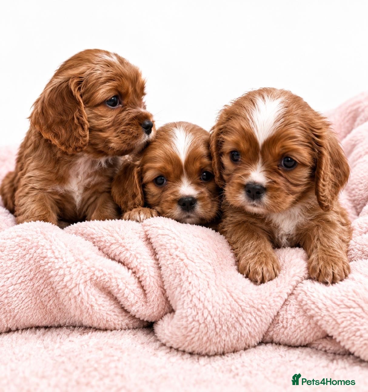 Cavalier King Charles Spaniel dogs Beautiful KC Registered Litter - Advert 1