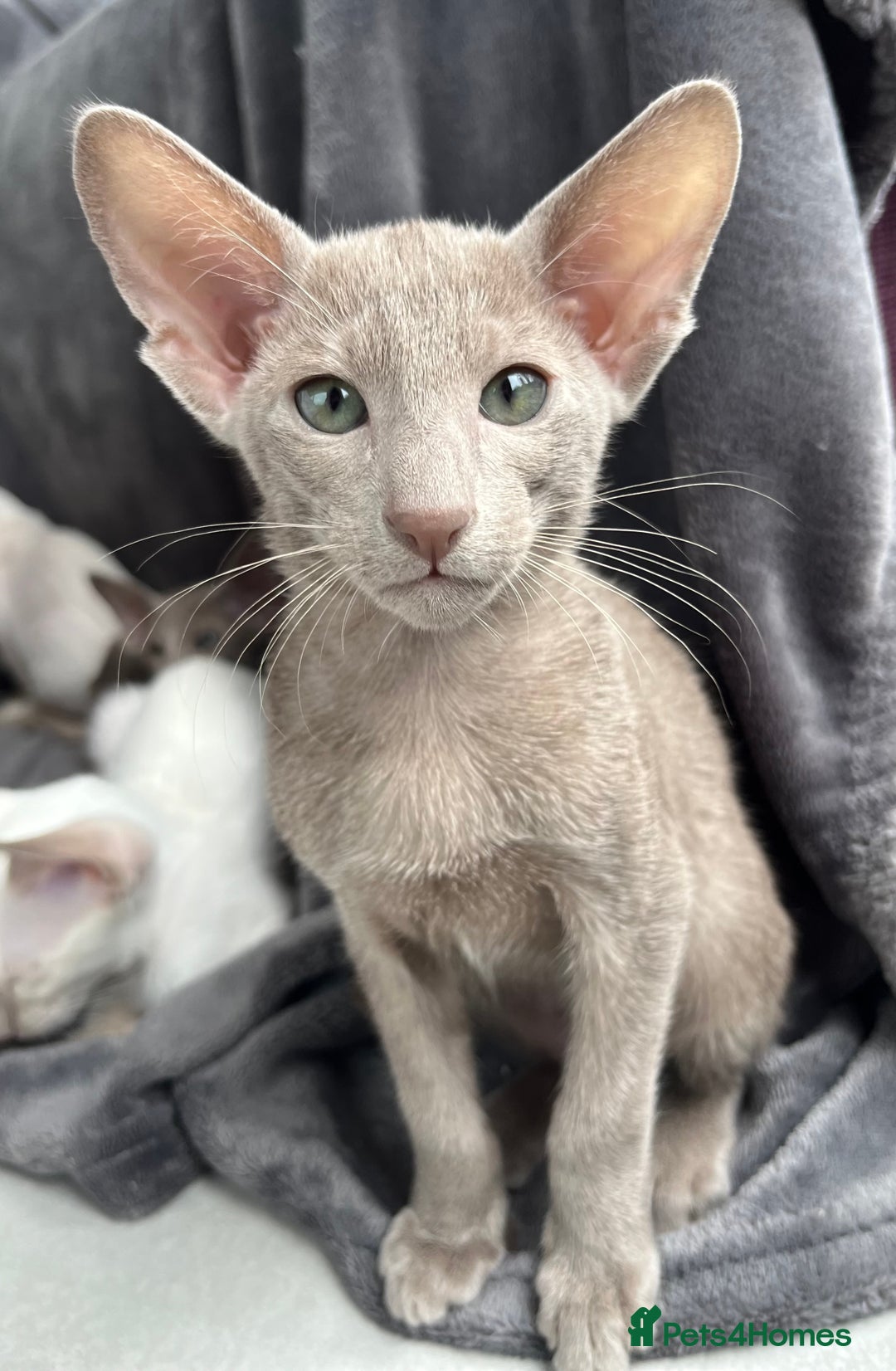 Oriental cats for sale: Outstanding Pedigree Oriental GCCF reg kittens - Advert 1