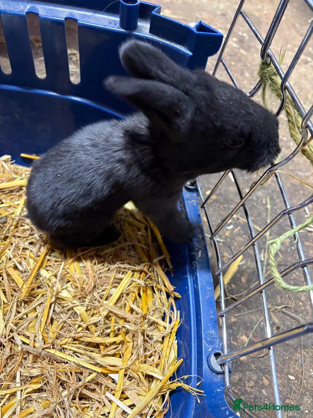 Continental Giant rabbits for sale: Continental giant rabbits  - Advert 5