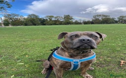 Bullmastiff dogs for adoption: Gorgeous Biscuit is seeking his forever home - Advert 1