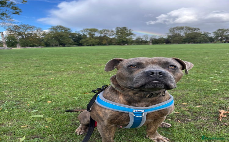 Bullmastiff dogs Gorgeous Biscuit is seeking his forever home - Advert 2