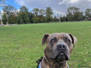 Bullmastiff dogs Gorgeous Biscuit is seeking his forever home - Advert 1