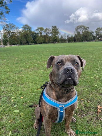 Bullmastiff dogs Gorgeous Biscuit is seeking his forever home - Advert 1