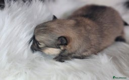 Pomeranian dogs for sale: 4 beautifull pomeranian puppies  - Advert 22