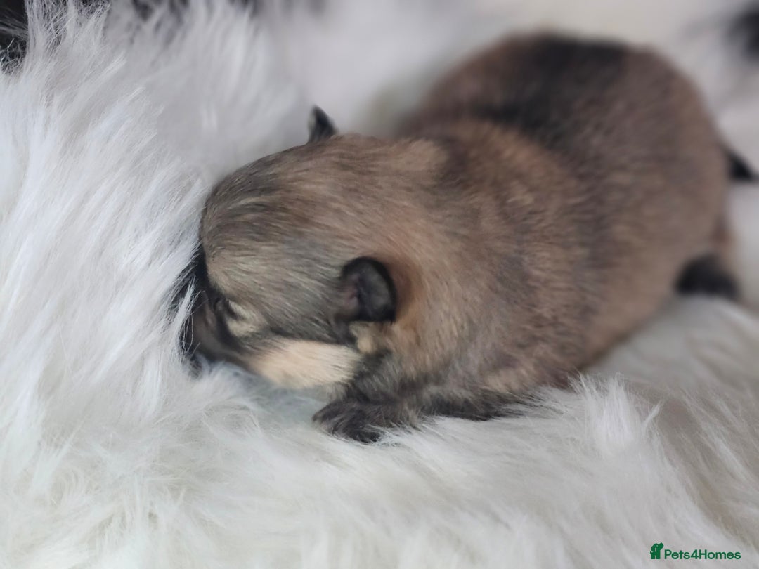 Pomeranian dogs for sale: 4 beautifull pomeranian puppies  - Advert 22