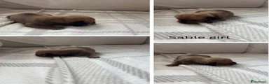 Miniature Dachshund Puppy 6
