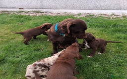 Borador dogs for sale: Chunky Chocolate Puppies  - Image 17