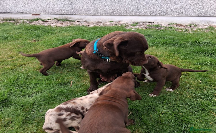 Borador dogs - Advert 1