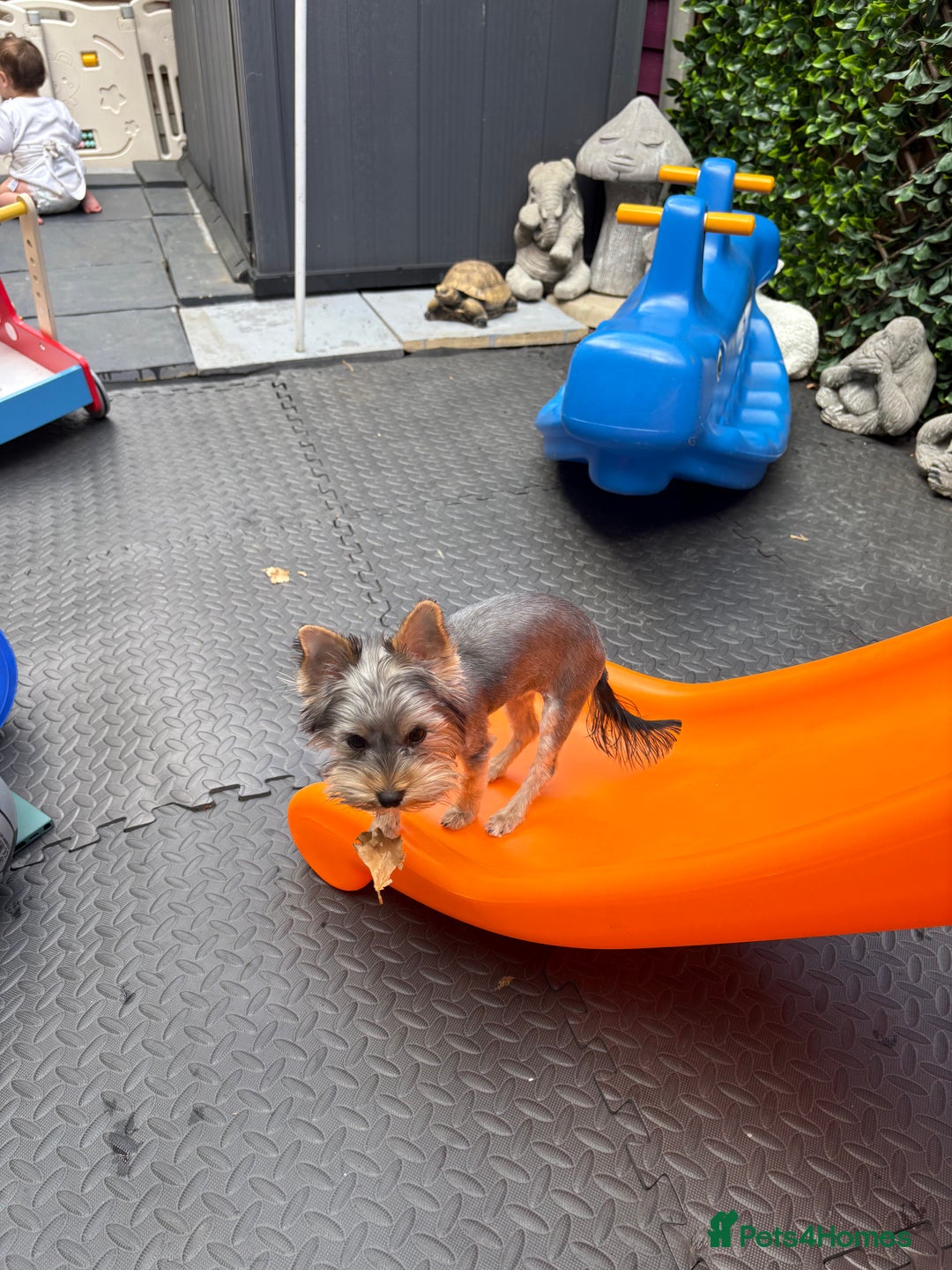 Yorkshire Terrier dogs for sale: Yorkshire terrier  - Image 7