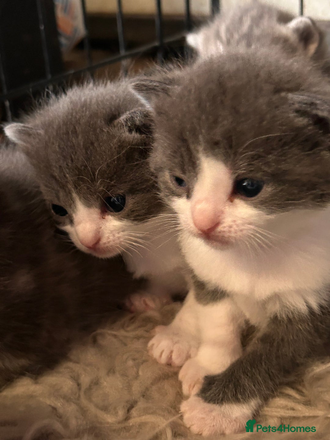 British Longhair cats for sale: British blue cross ragdoll kittens - Image 16