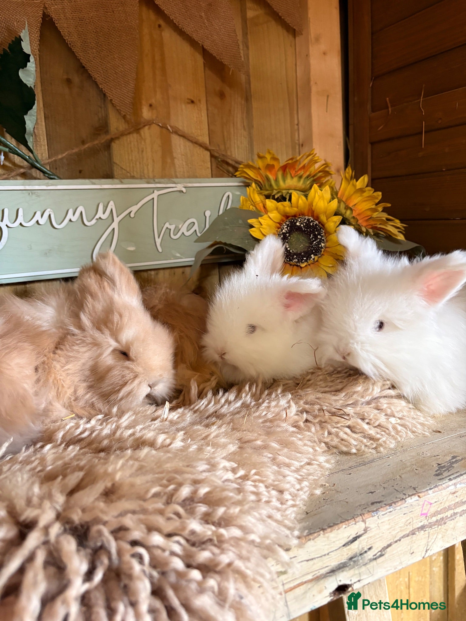 Angora rabbits Beautiful Fawn & white angora babies  - Advert 2