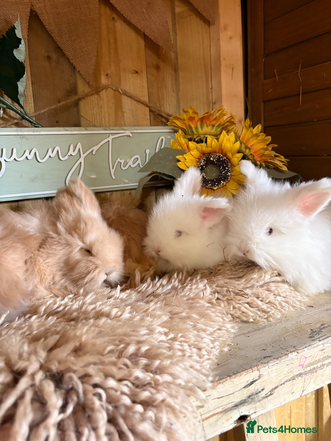 Angora rabbits for sale: Beautiful Fawn & white angora babies  - Advert 2