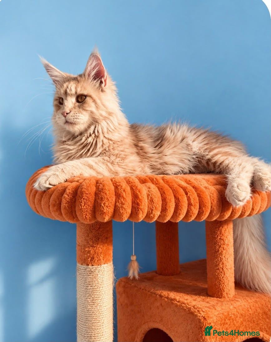 Maine Coon cats 🩷 Stunning Silver Girl she is so cuddly 🩷 - Advert 2