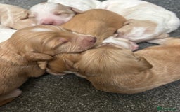 Cockapoo dogs for sale: F1 Cockapoo puppies  - Image 13
