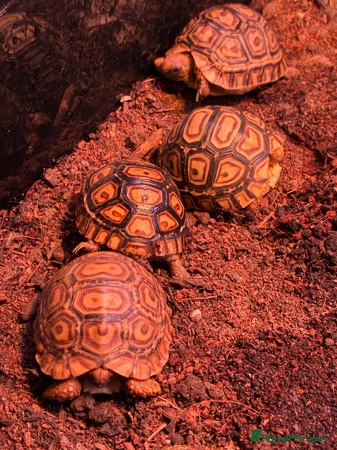 Tortoise reptiles for sale: Baby leopard tortoises for sale  - Advert 4