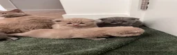 British Shorthair cats for sale: British shorthair kitten  - Advert 12