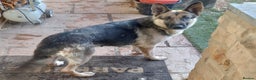 German Shepherd dogs for sale: Outstanding German Shepherd Puppies - Advert 7