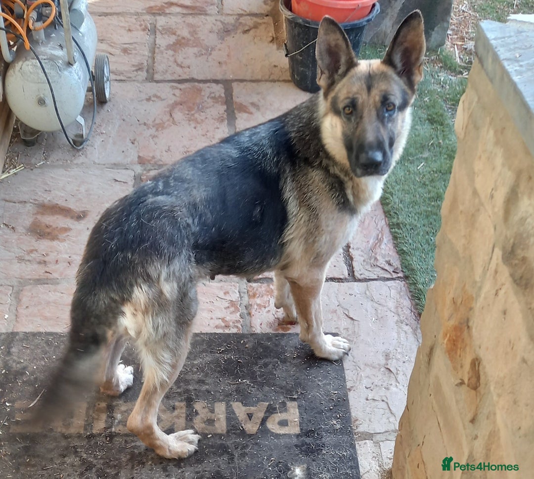 German Shepherd dogs for sale: Outstanding German Shepherd Puppies - Advert 7