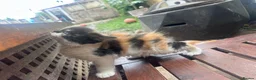 Mixed Breed cats for sale: Adorable kittens looking for their forever homes - Advert 8