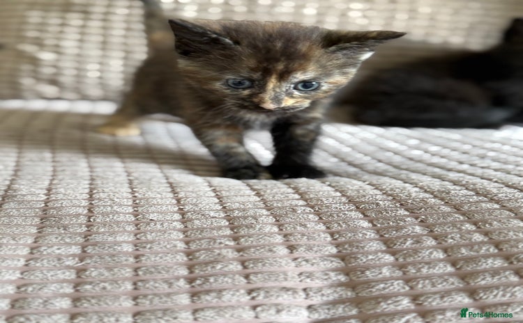 Domestic Shorthair cats - Advert 1