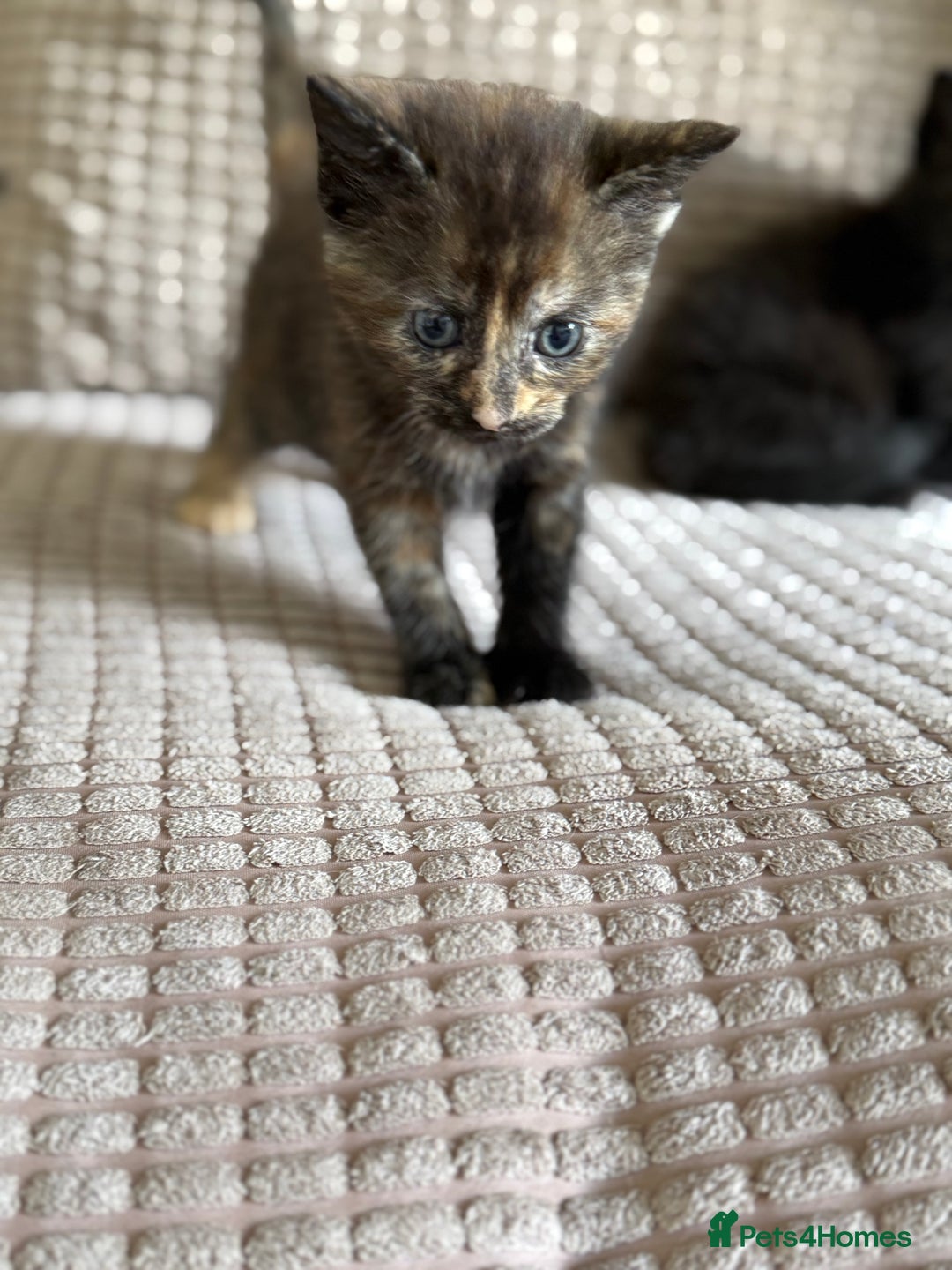 Domestic Shorthair cats for sale: 2 beautiful kittens  - Image 1