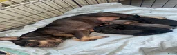 Mixed Breed dogs for sale: Mini French Dachshund Puppies 🐶❤️ - Advert 11