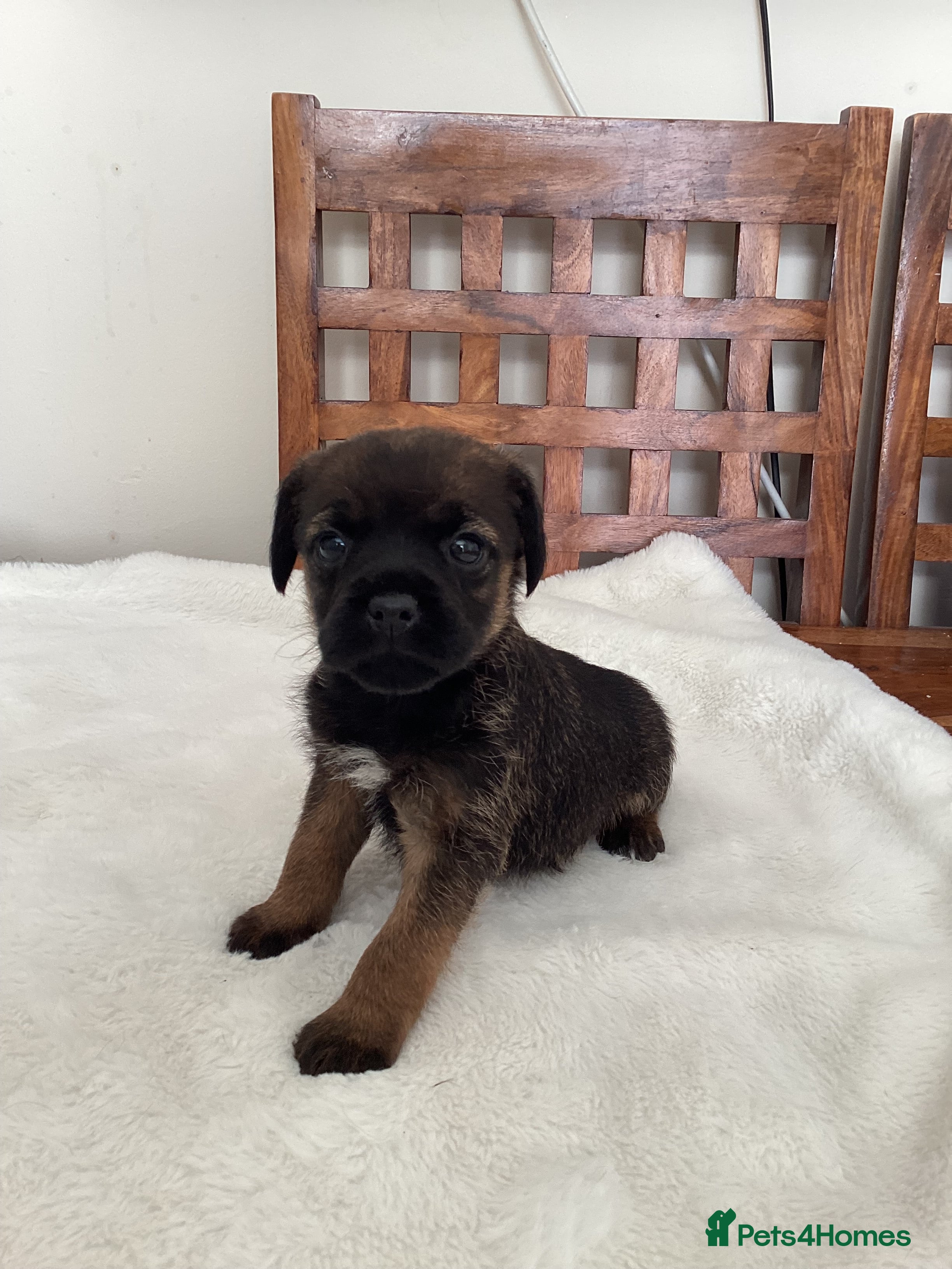Border Terrier Puppy 2