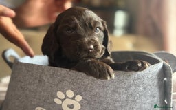 Cockapoo dogs for sale: Beautiful Cockerpoo puppies - Image 36