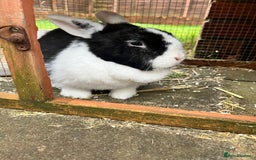 English rabbits for sale: 2 Rabbits Free - Image 11