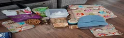 Guinea Pig rodents for sale: 2 x female guinea pigs complete setup - Advert 7