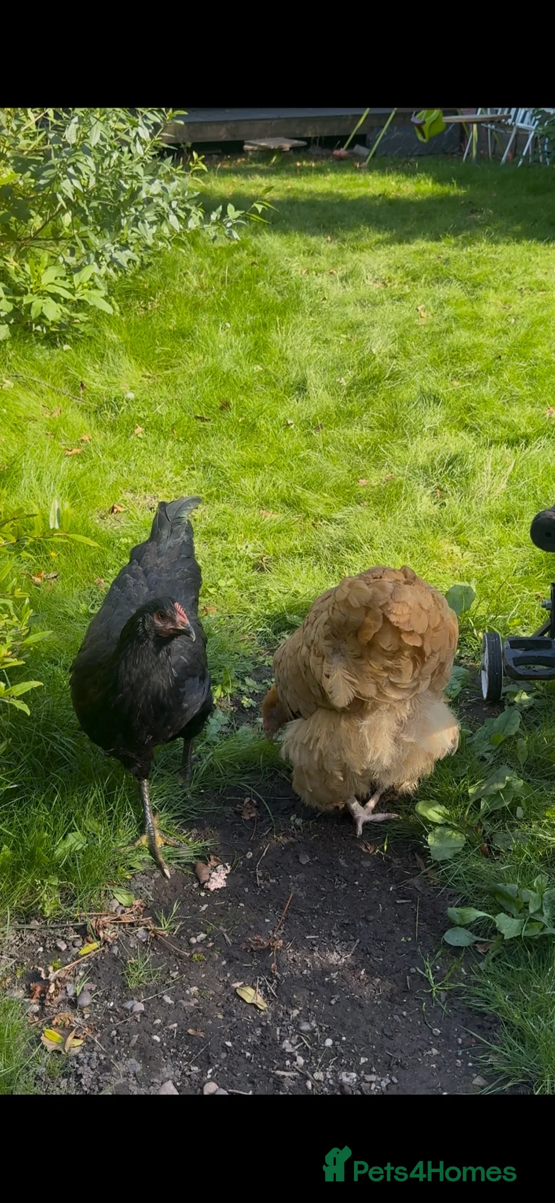 Hens poultry for sale: 2 Buff Orpington hens - Advert 1