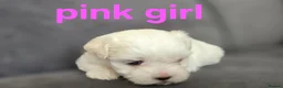 Maltese dogs for sale: ⭐️KC registered Maltese puppies⭐️ - Advert 8