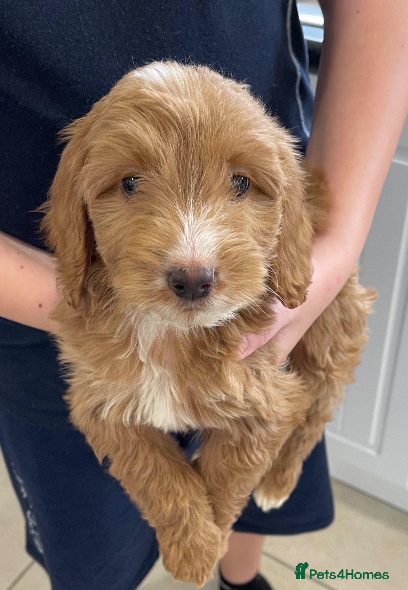 Cockapoo dogs Beautiful F1 cockapoo pups NOW READY - Advert 1