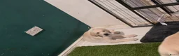 Labrador Retriever dogs for sale: Ready to leave labrador puppies 2girl 3male left  - Advert 13