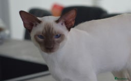 Siamese cats for stud: GORGEOUS WEDGEHEAD TYPE SIAMESE STUD - Image 3