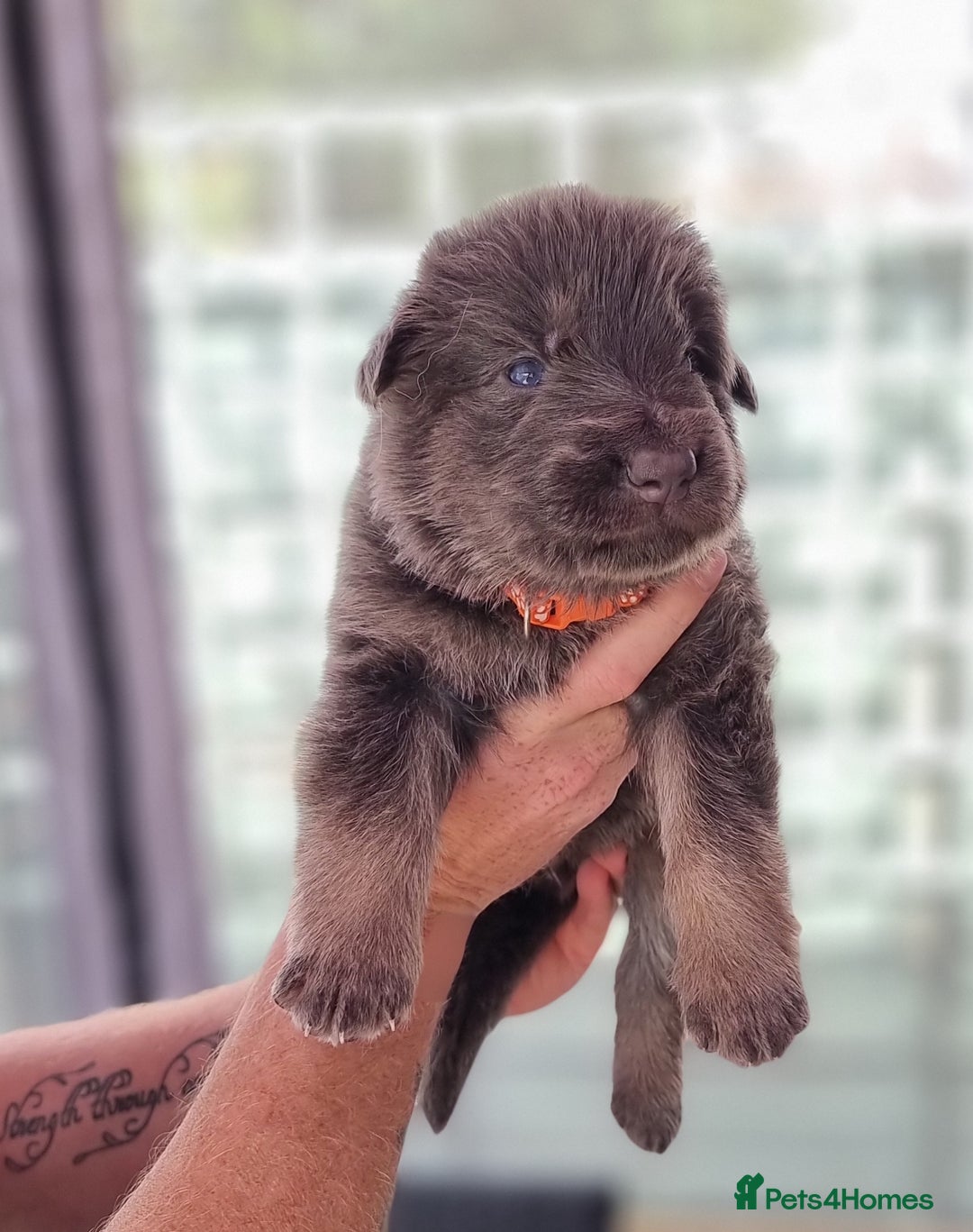 German Shepherd dogs for sale:  kc,health tested straight back german shepherd - Image 26