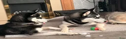 Siberian Husky dogs for sale: Siberian Husky Puppies  in Dunfermline - Advert 6