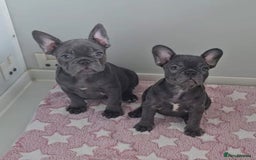 French Bulldog dogs for sale: Beautiful pet priced french bulldogs - Image 5