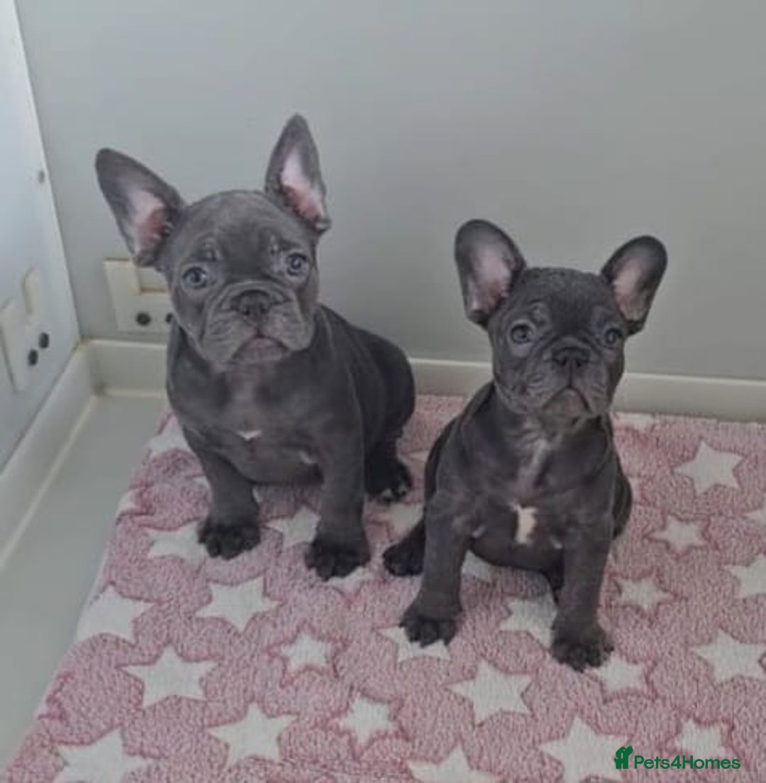 French Bulldog dogs for sale: Beautiful pet priced french bulldogs - Image 5