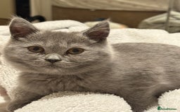 British Shorthair cats for sale: British Shorthair Kittens(1boy and 1girl leftonly) - Image 23