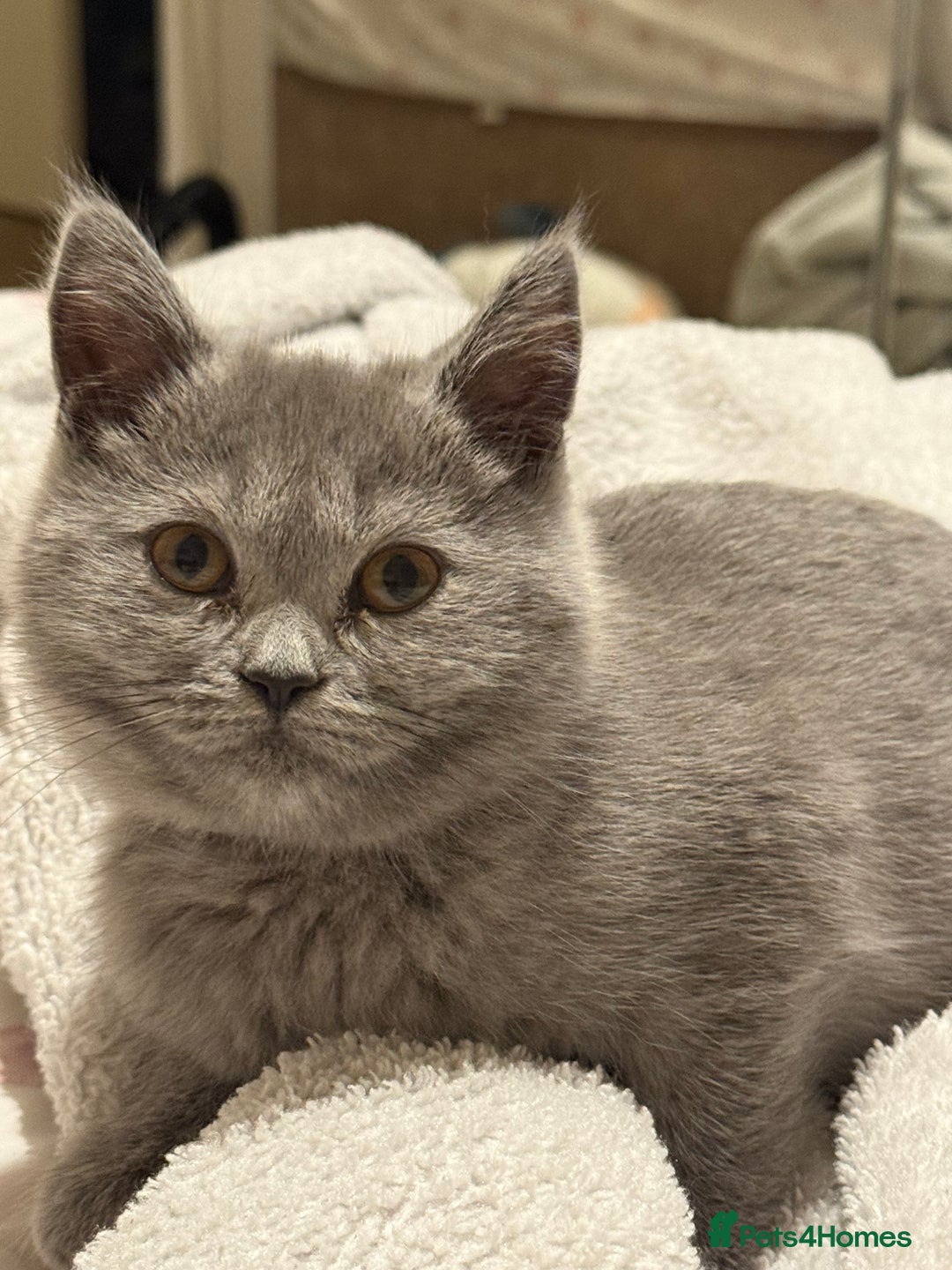 British Shorthair cats for sale: British Shorthair Kittens(1boy and 1girl leftonly) - Image 23
