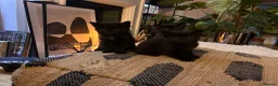 Bombay cats for sale: Bombay kittens for sale  in Grays - Advert 4