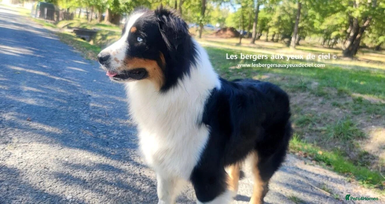 Australian Shepherd dogs Pedigree KC reg Australian Shepherd puppies - Advert 2