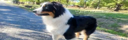 Australian Shepherd dogs for sale: Pedigree KC reg Australian Shepherd puppies - Advert 2