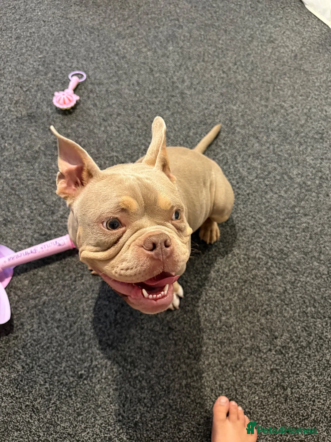 American Bully dogs for sale: Micro American bully  - Advert 2