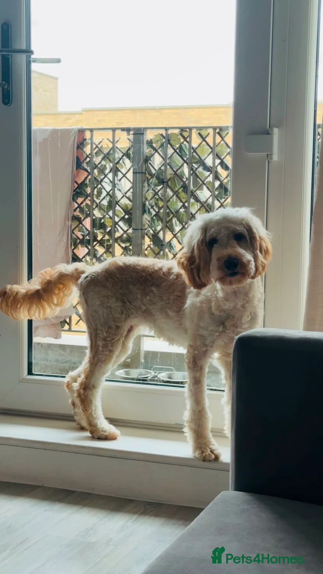 Cockapoo dogs for sale: Eight month female dog for sale  in Hungerford - Advert 4